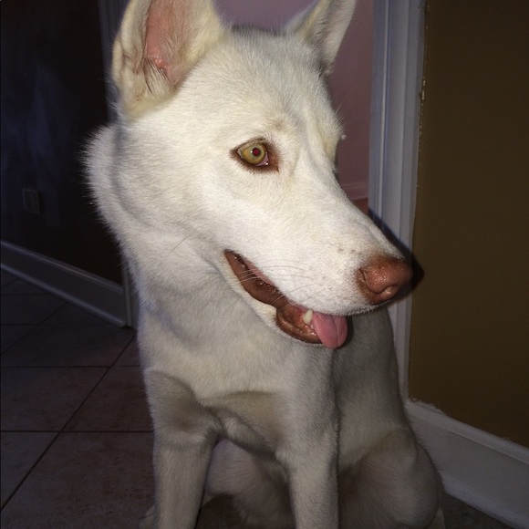 Meet your Posher, Cecilia - Picture 1 of 1